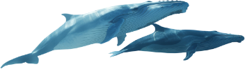 baleines